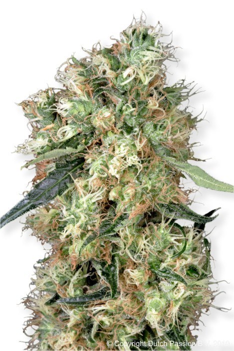 Dutch Passion - Dutch Haze ® (fem.)