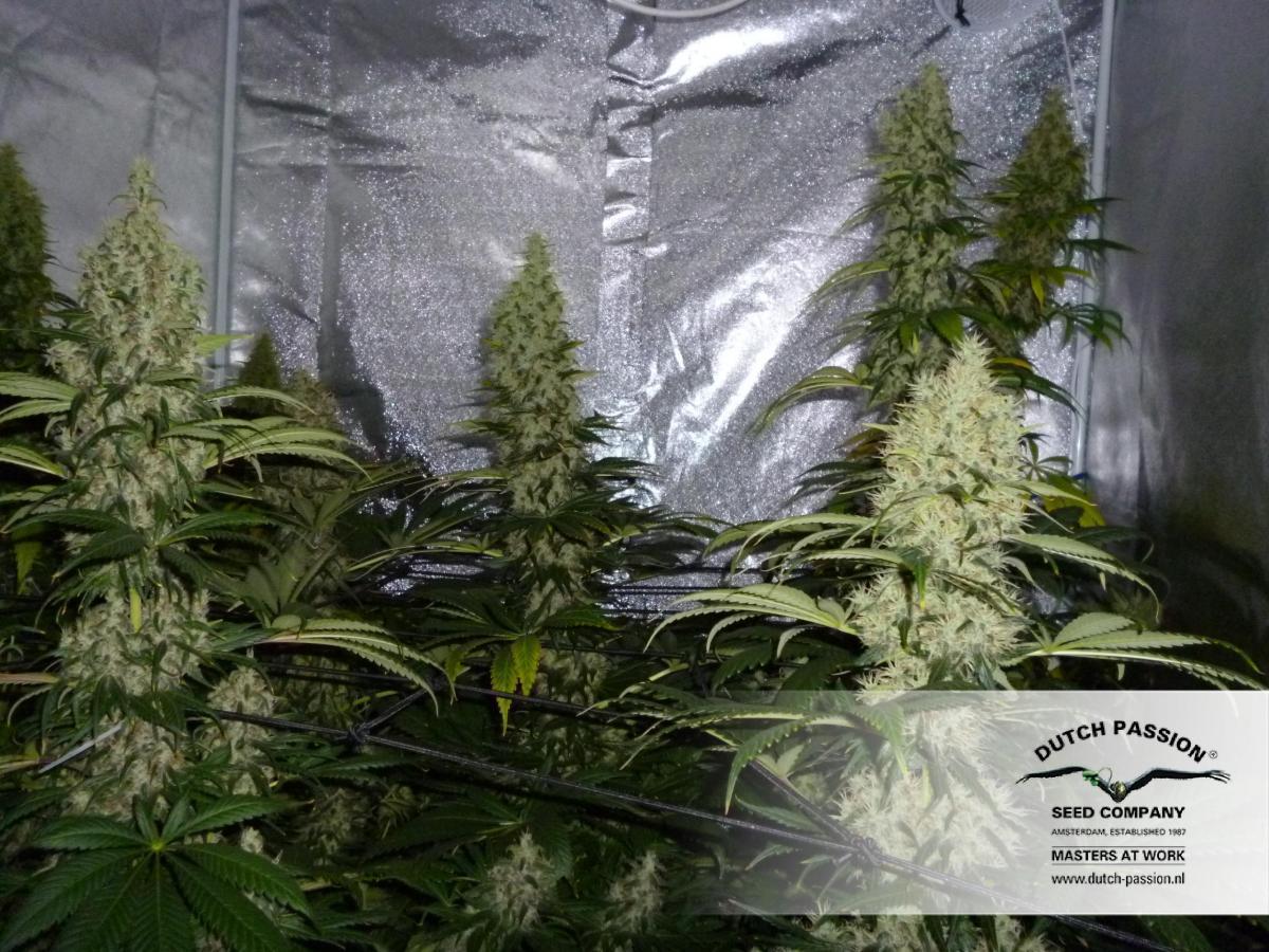Dutch Passion - Dutch Haze ® (fem.)