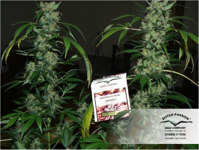 Dutch Passion - Dutch Haze ® (fem.)