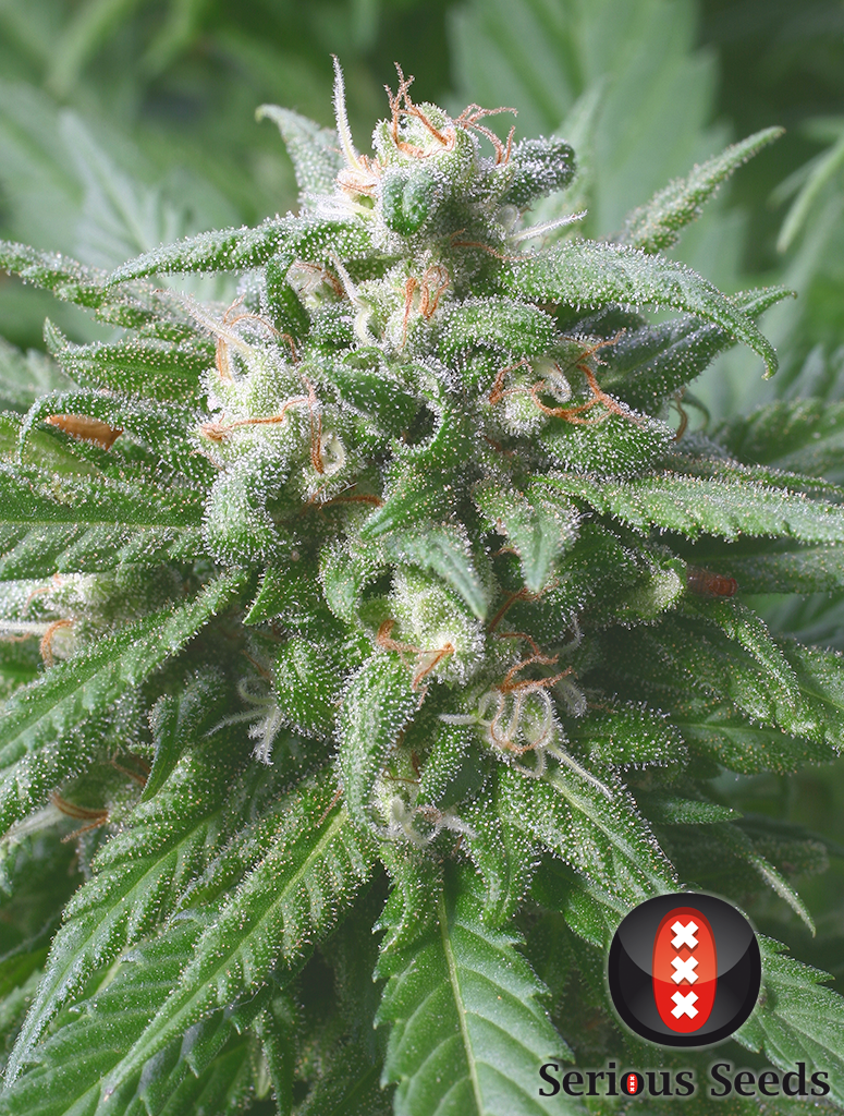 Serious Seeds - Biddy Early (fem.)