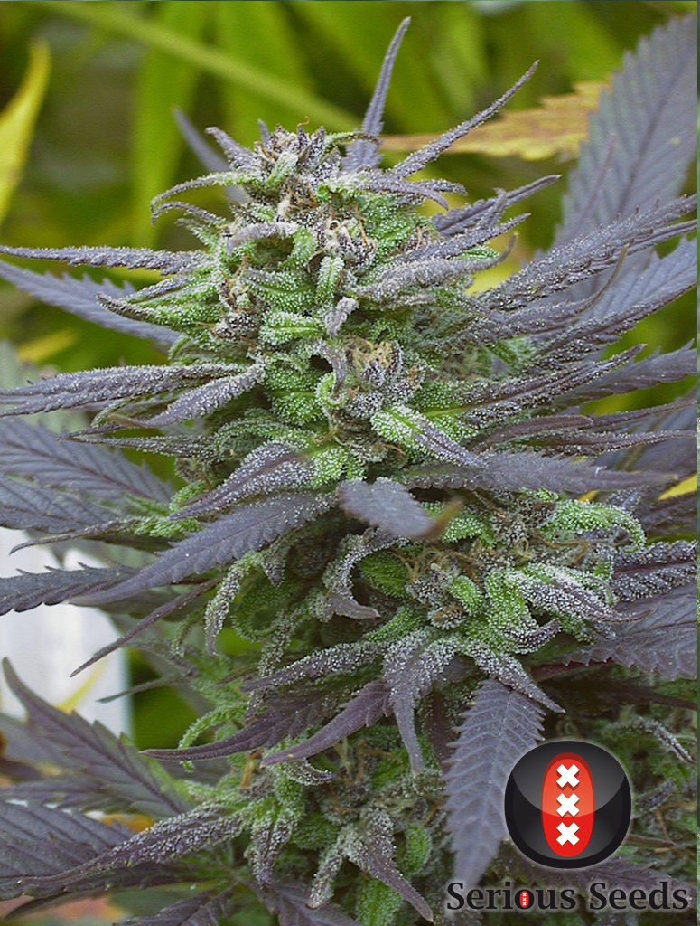 Serious Seeds - Biddy Early (fem.)
