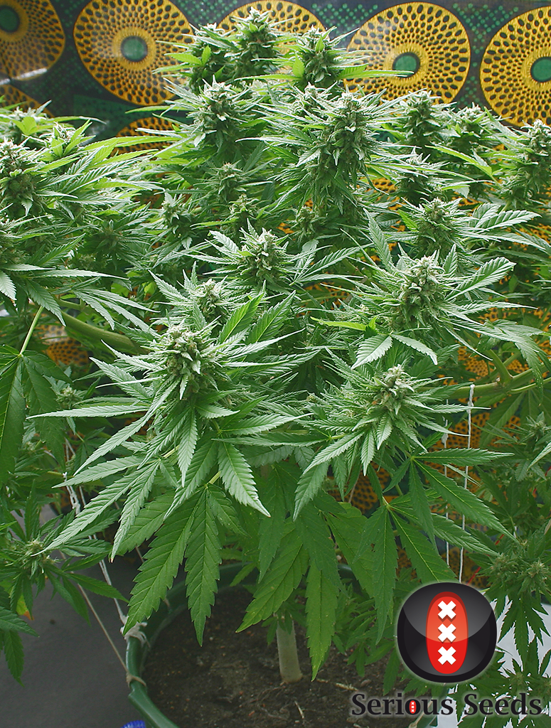 Serious Seeds - Biddy Early (fem.)