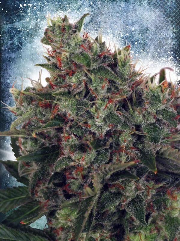 Ministry of Cannabis - Ultra White Amnesia (fem.)