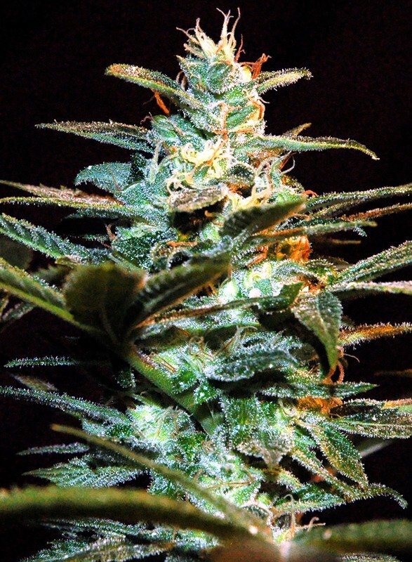 Sweet Seeds - NYC Diesel aka Ice Cool (fem.)