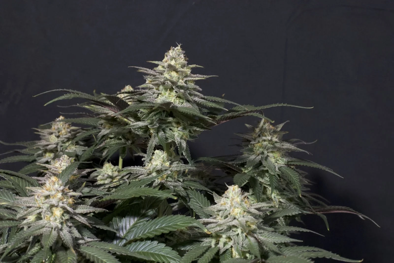 FastBuds - Purple Lemonade Fast Flowering (fem.)