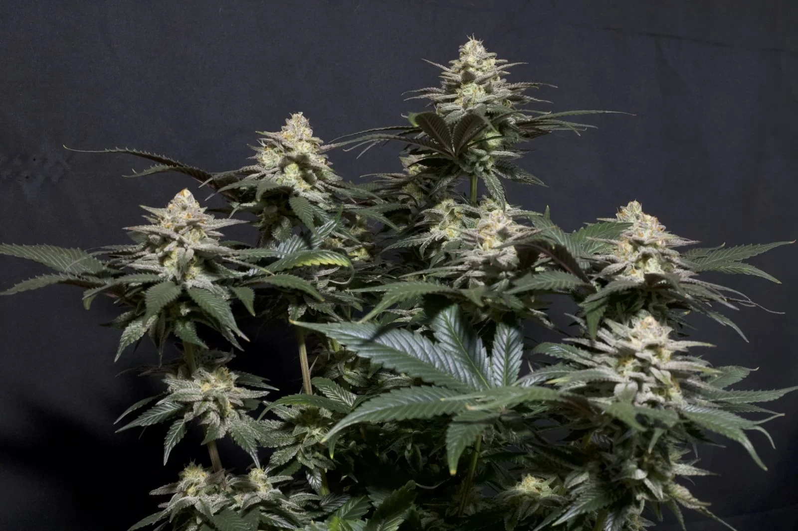 FastBuds - Purple Lemonade Fast Flowering (fem.)