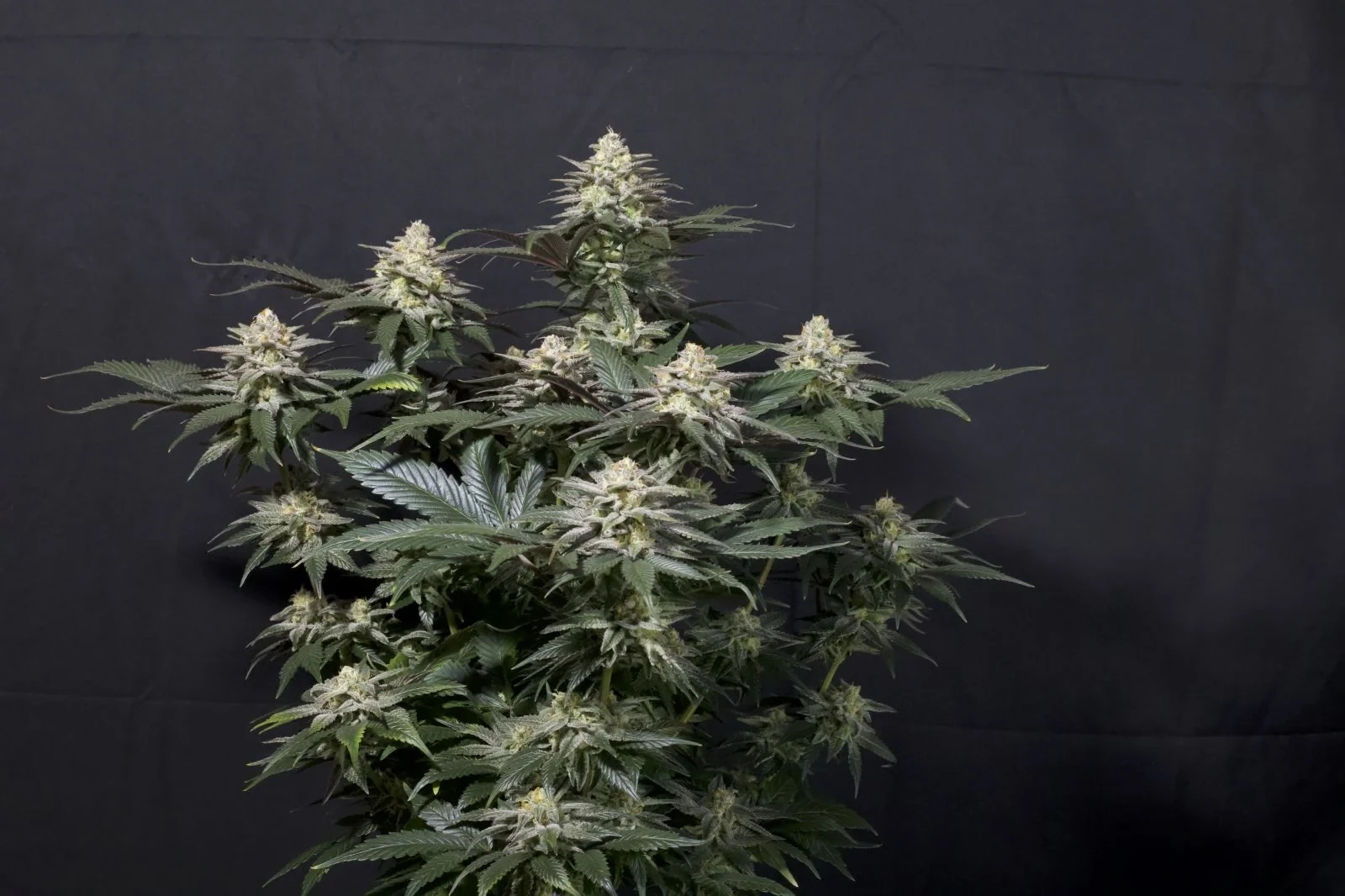 FastBuds - Purple Lemonade Fast Flowering (fem.)
