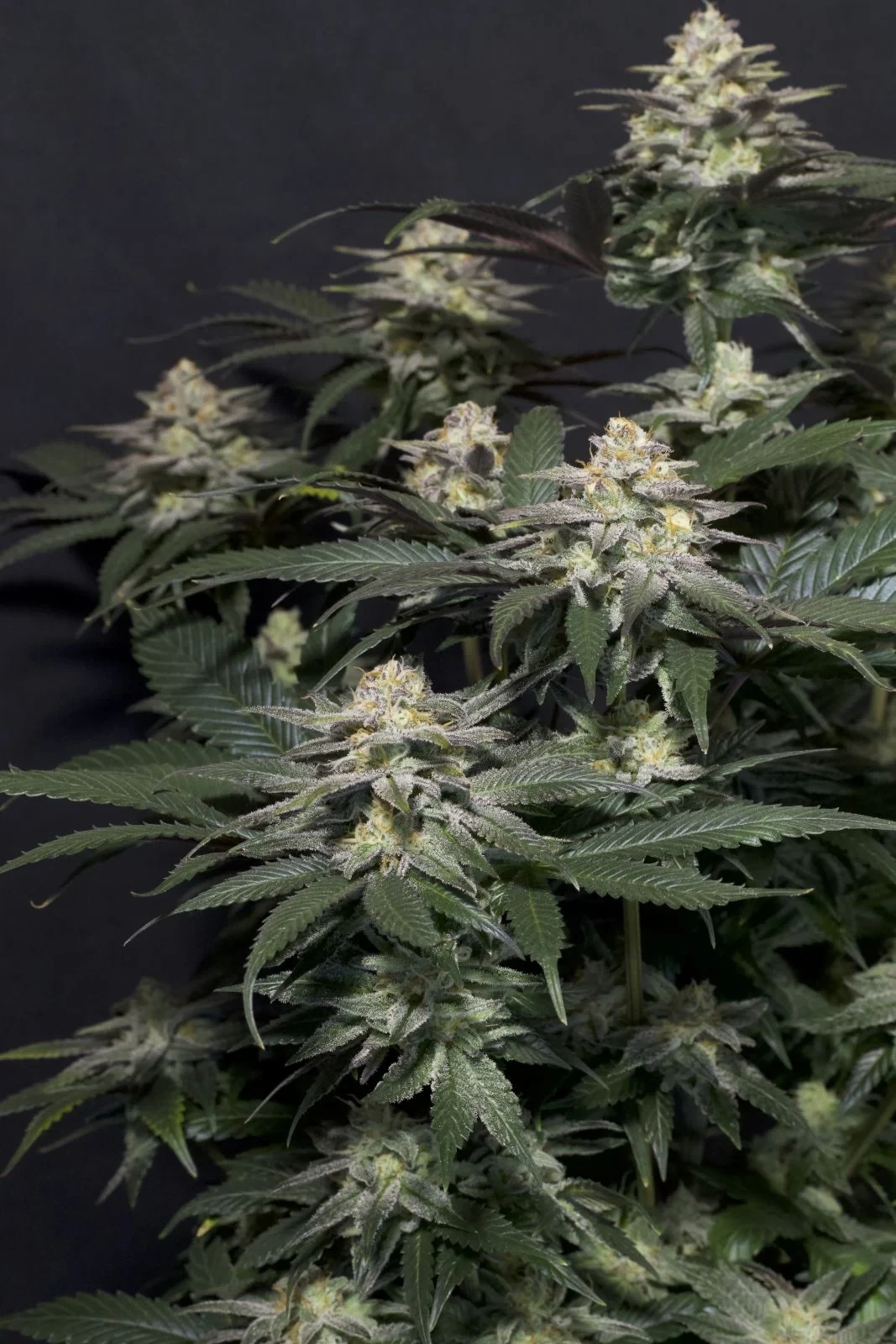 FastBuds - Purple Lemonade Fast Flowering (fem.)