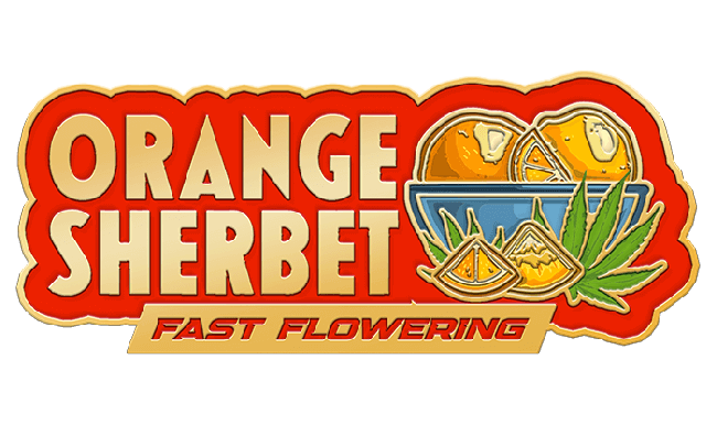 FastBuds - Orange Sherbet Fast Flowering (fem.)