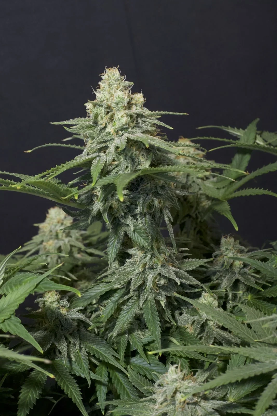 FastBuds - Wedding Cheesecake Fast Flowering (fem.)