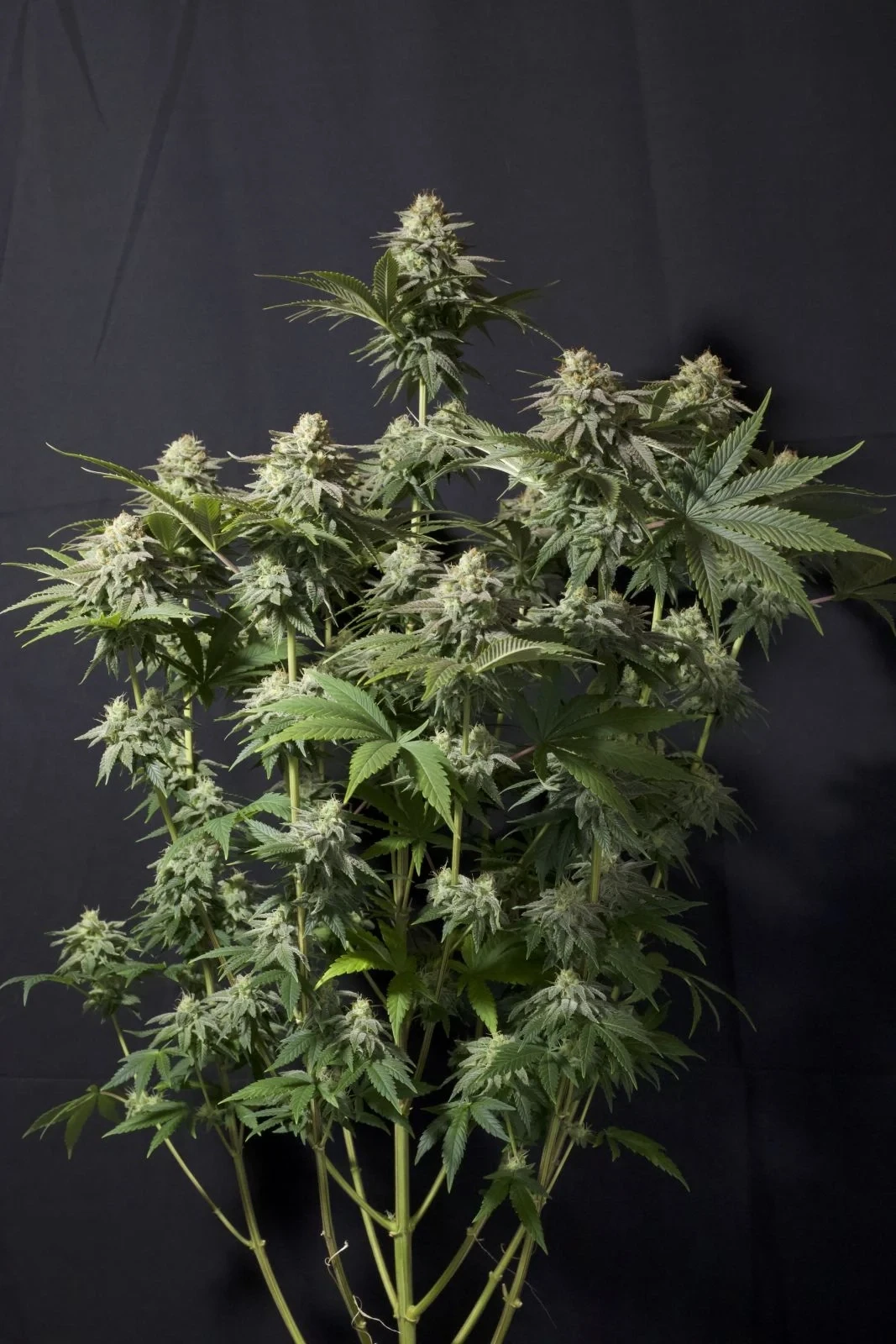 FastBuds - Orange Sherbet Fast Flowering (fem.)