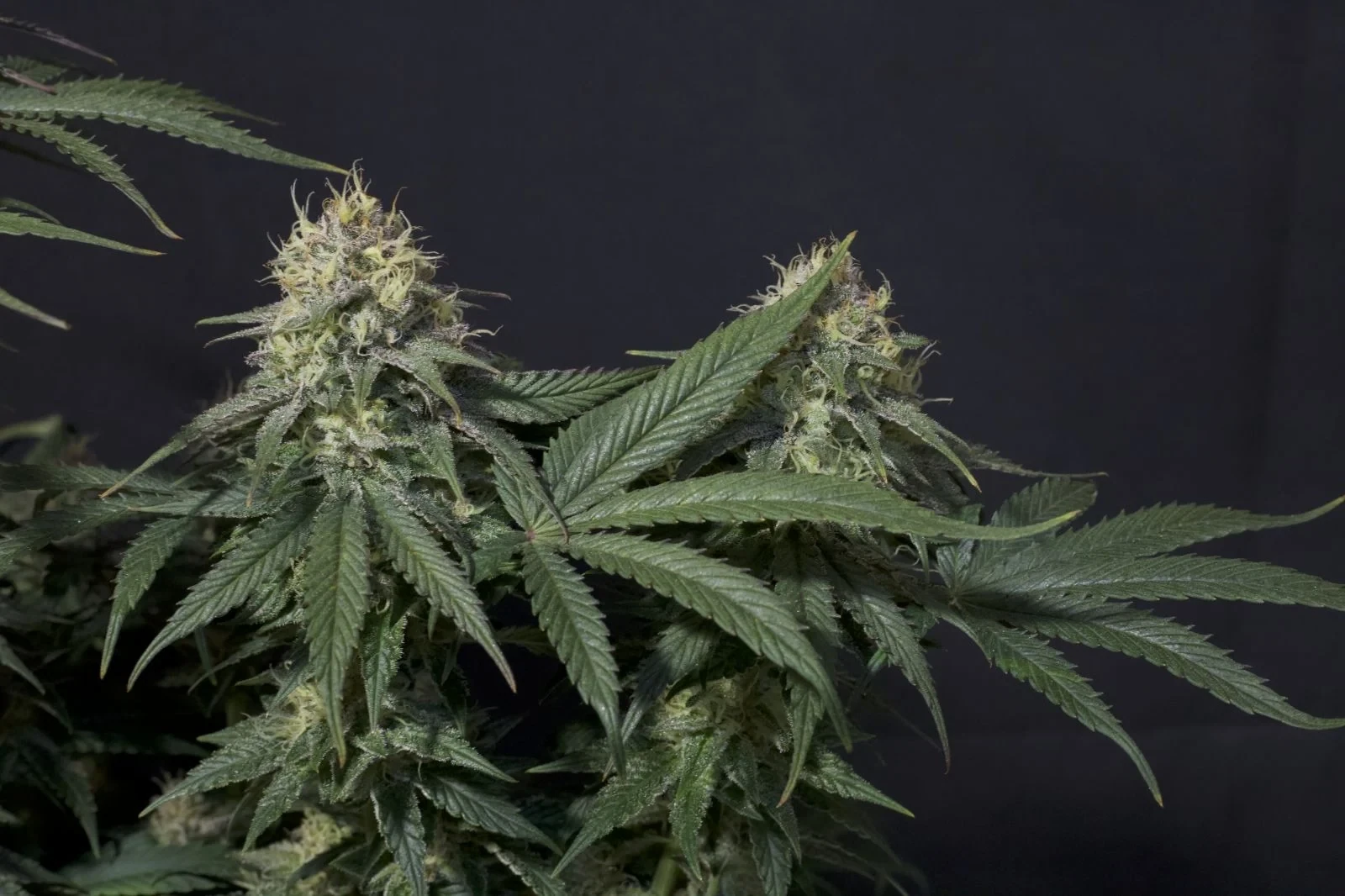 FastBuds - Tropicana Cookies Fast Flowering (fem.)