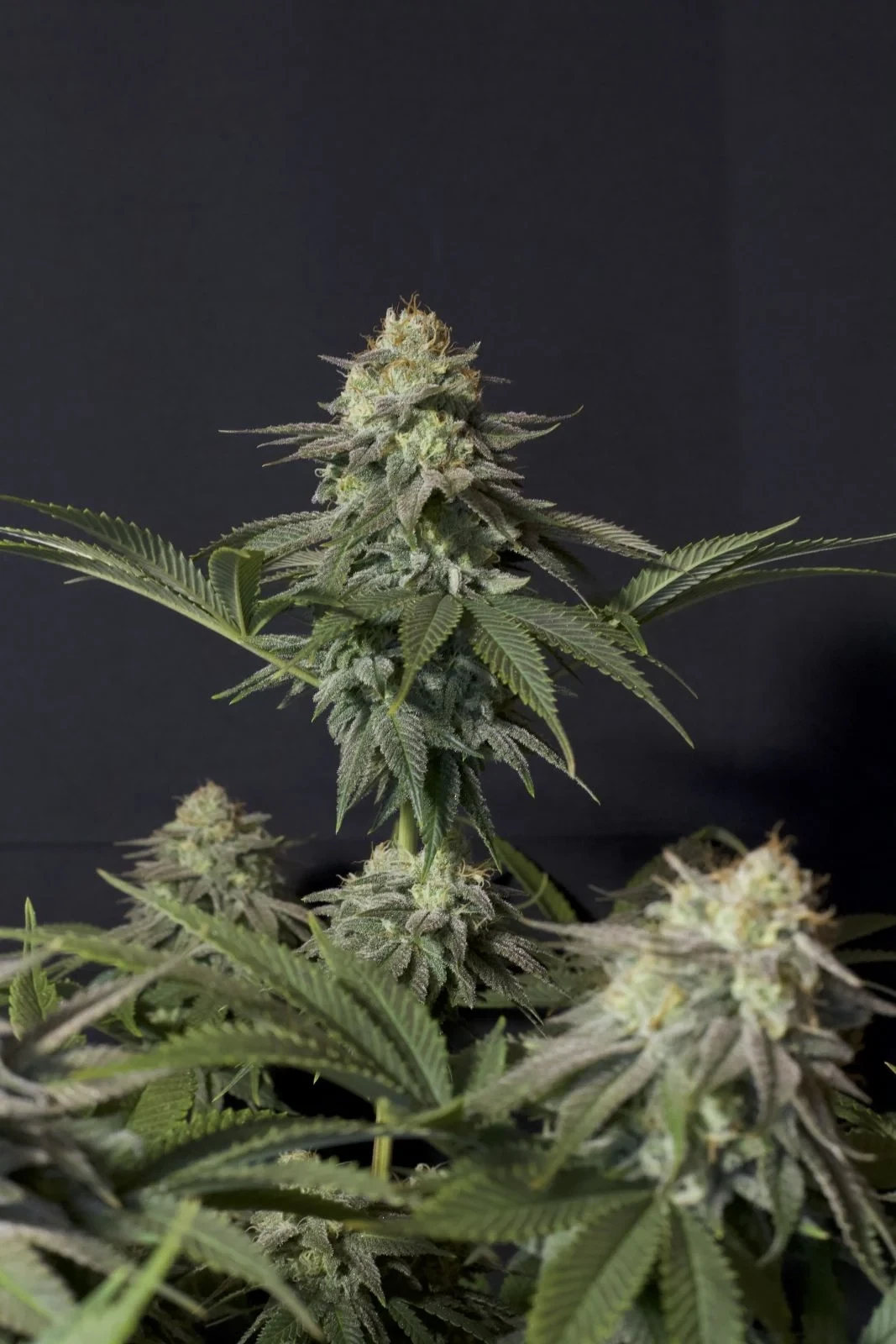 FastBuds - Orange Sherbet Fast Flowering (fem.)