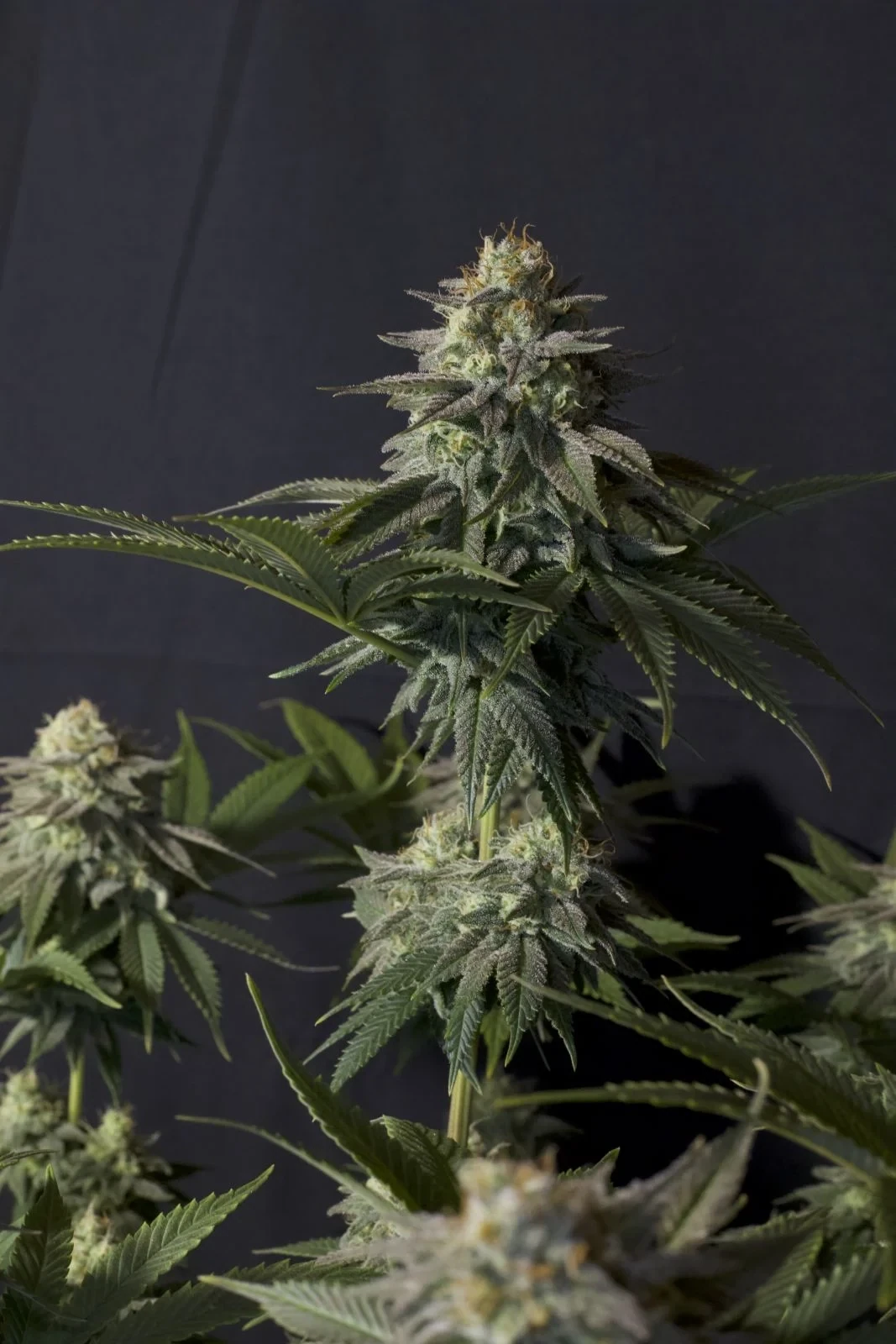 FastBuds - Orange Sherbet Fast Flowering (fem.)