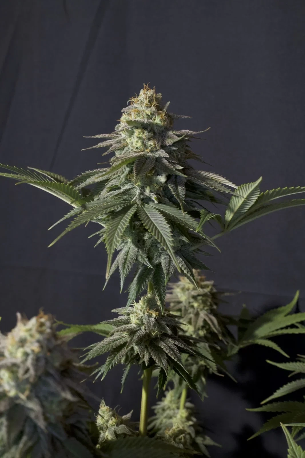 FastBuds - Orange Sherbet Fast Flowering (fem.)