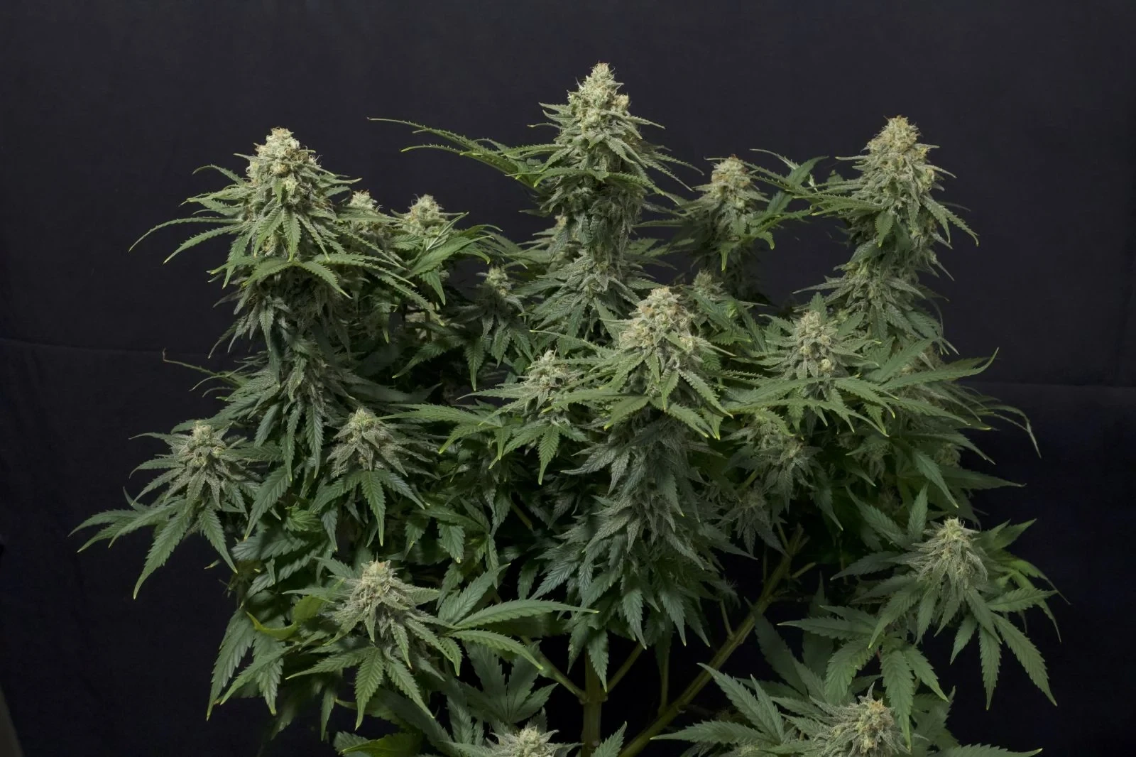 FastBuds - Wedding Cheesecake Fast Flowering (fem.)