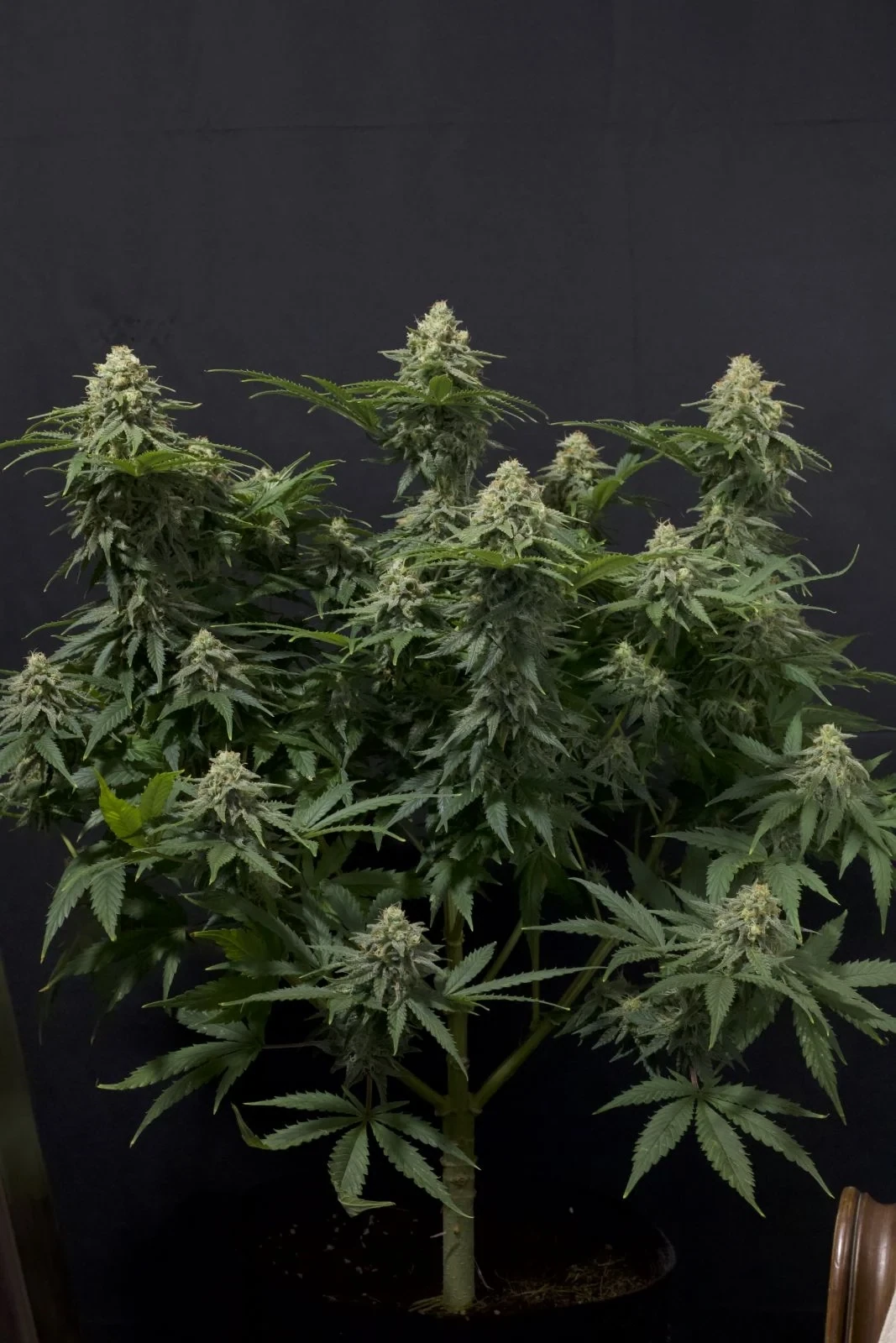 FastBuds - Wedding Cheesecake Fast Flowering (fem.)