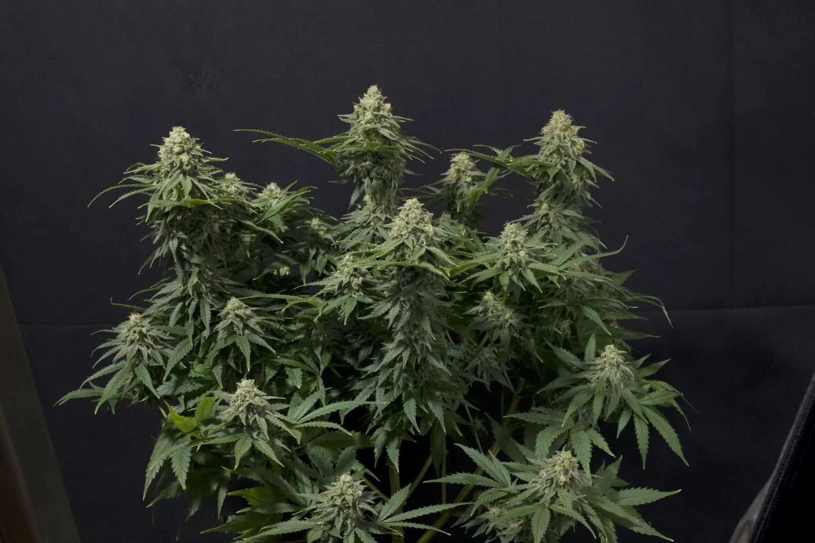 FastBuds - Wedding Cheesecake Fast Flowering (fem.)