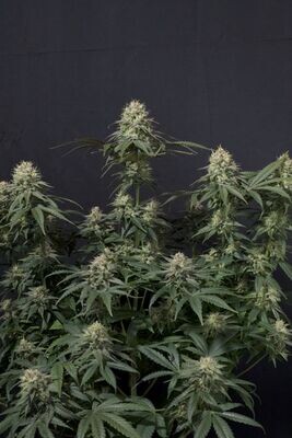 FastBuds - Tropicana Cookies Fast Flowering (fem.) 08904