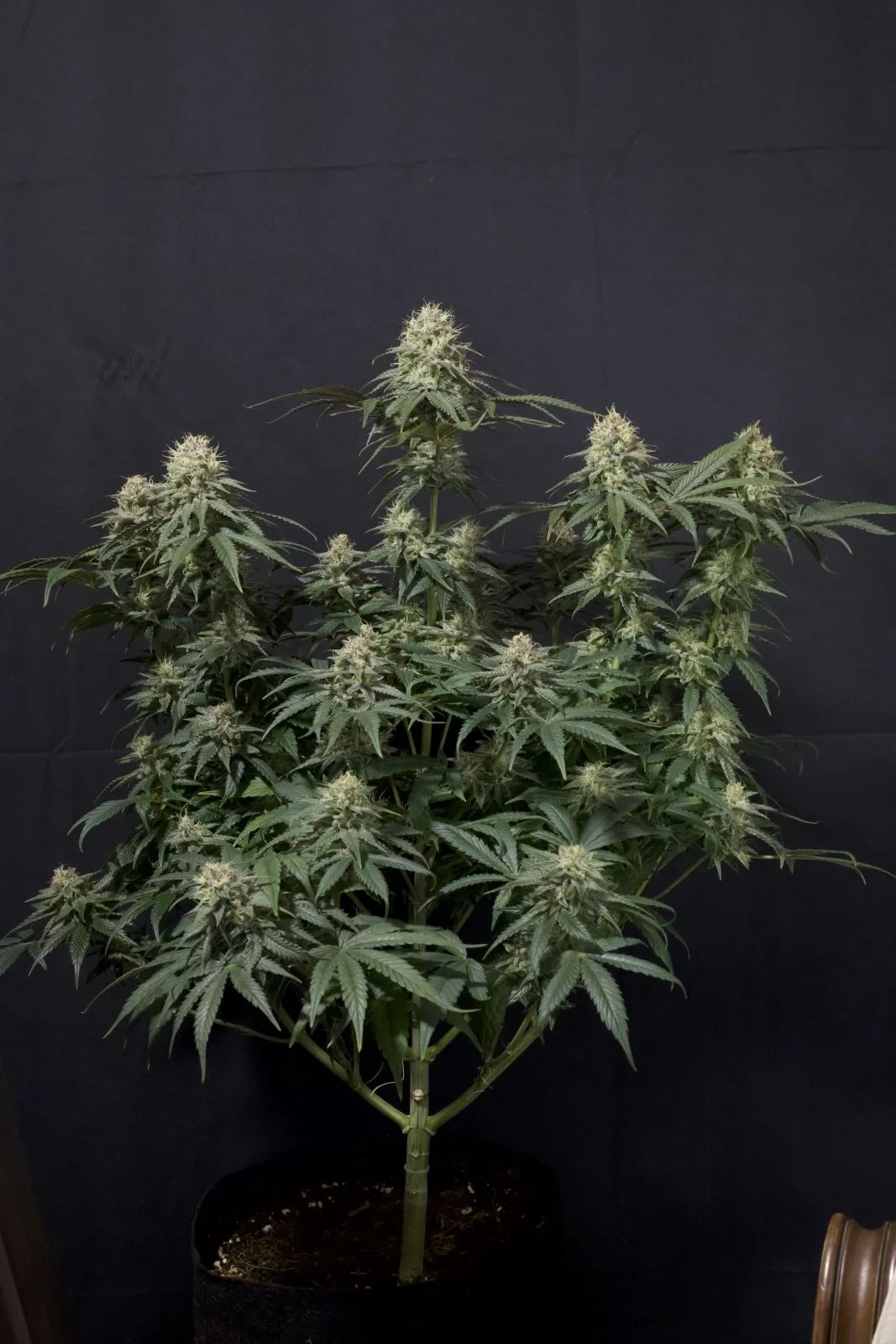FastBuds - Tropicana Cookies Fast Flowering (fem.)