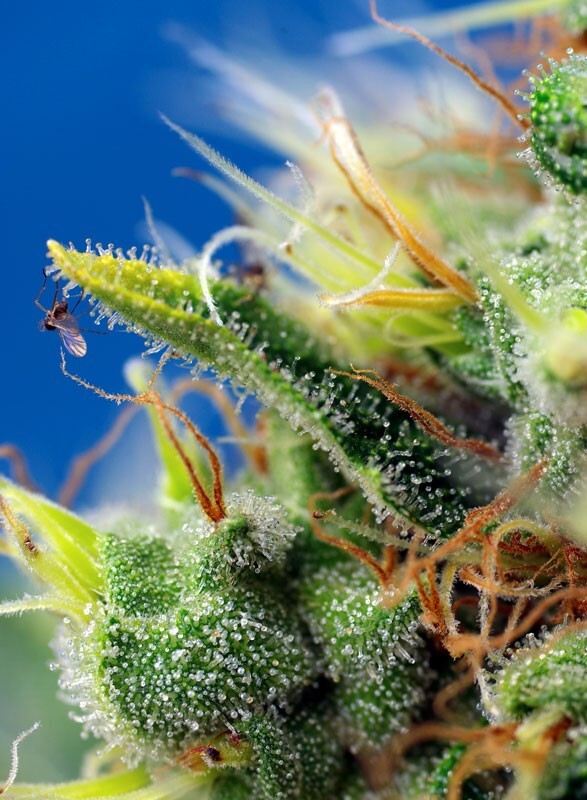 Sweet Seeds - Sweet Pure Auto CBD (auto/fem.)