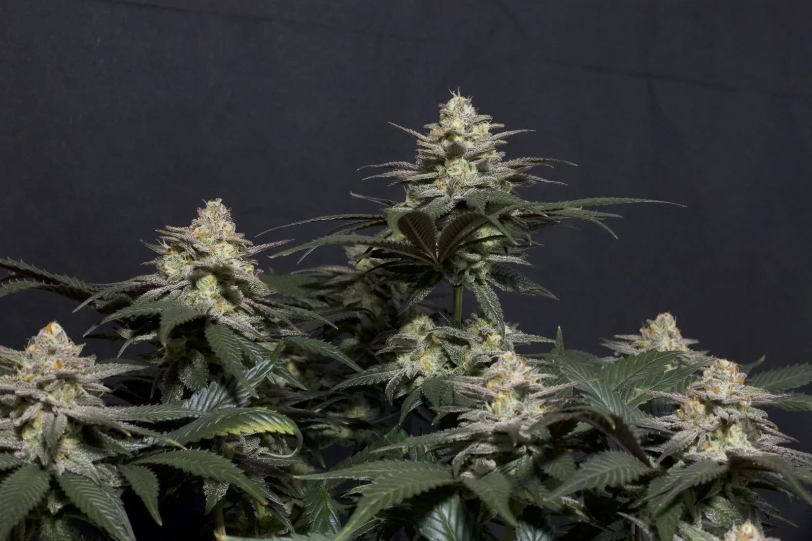 FastBuds - Purple Lemonade Fast Flowering (fem.)