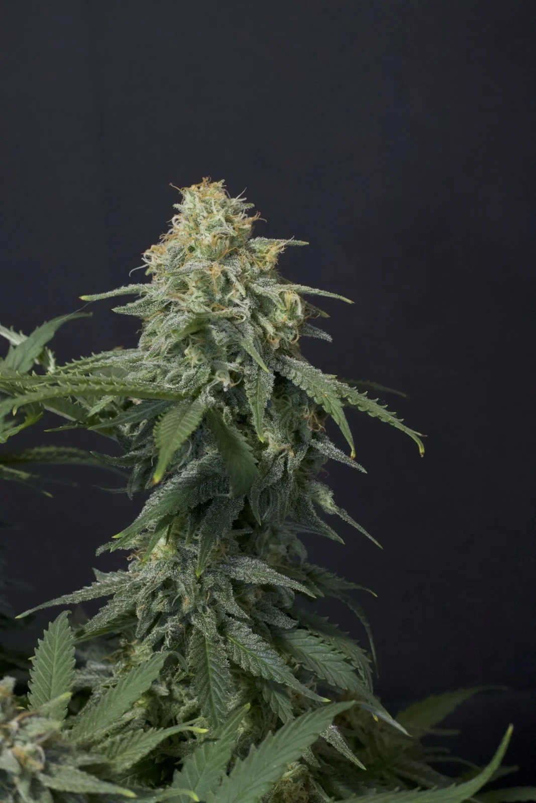 FastBuds - Wedding Cheesecake Fast Flowering (fem.)