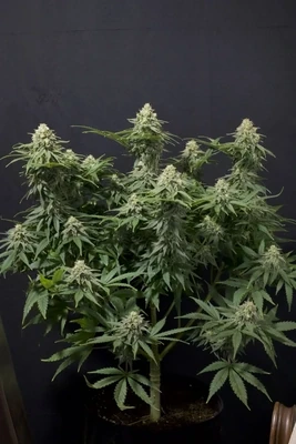 FastBuds - Wedding Cheesecake Fast Flowering (fem.) 08903