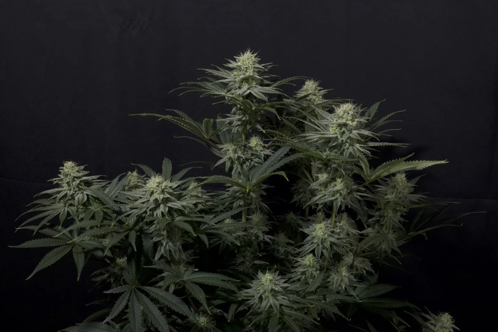 FastBuds - GG4 Sherbet Fast Flowering (fem.)