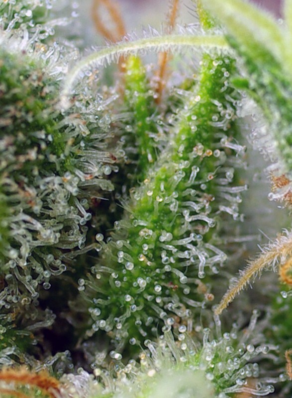 Sweet Seeds - Chem Beyond Diesel CBD (fem.)
