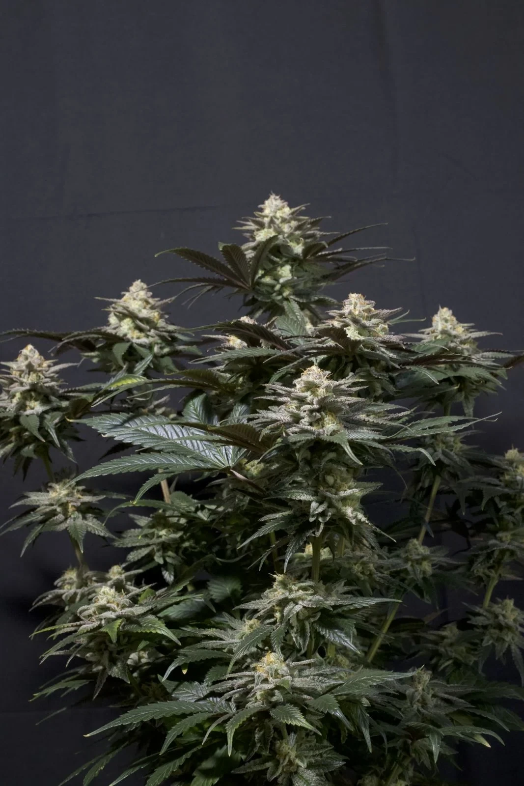 FastBuds - Purple Lemonade Fast Flowering (fem.)