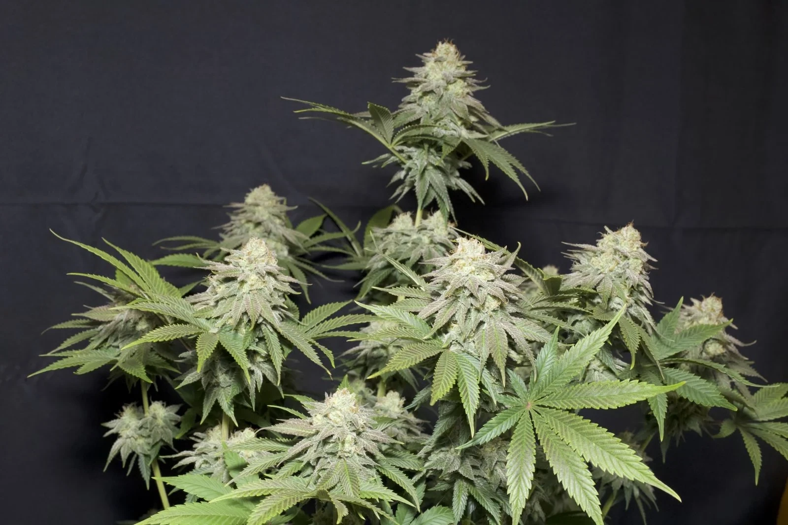 FastBuds - Orange Sherbet Fast Flowering (fem.)