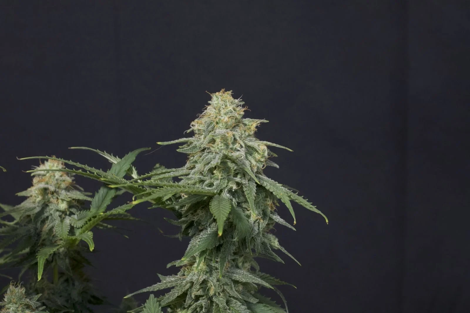 FastBuds - Wedding Cheesecake Fast Flowering (fem.)