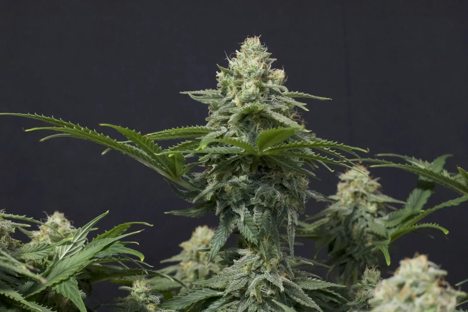 FastBuds - Wedding Cheesecake Fast Flowering (fem.)