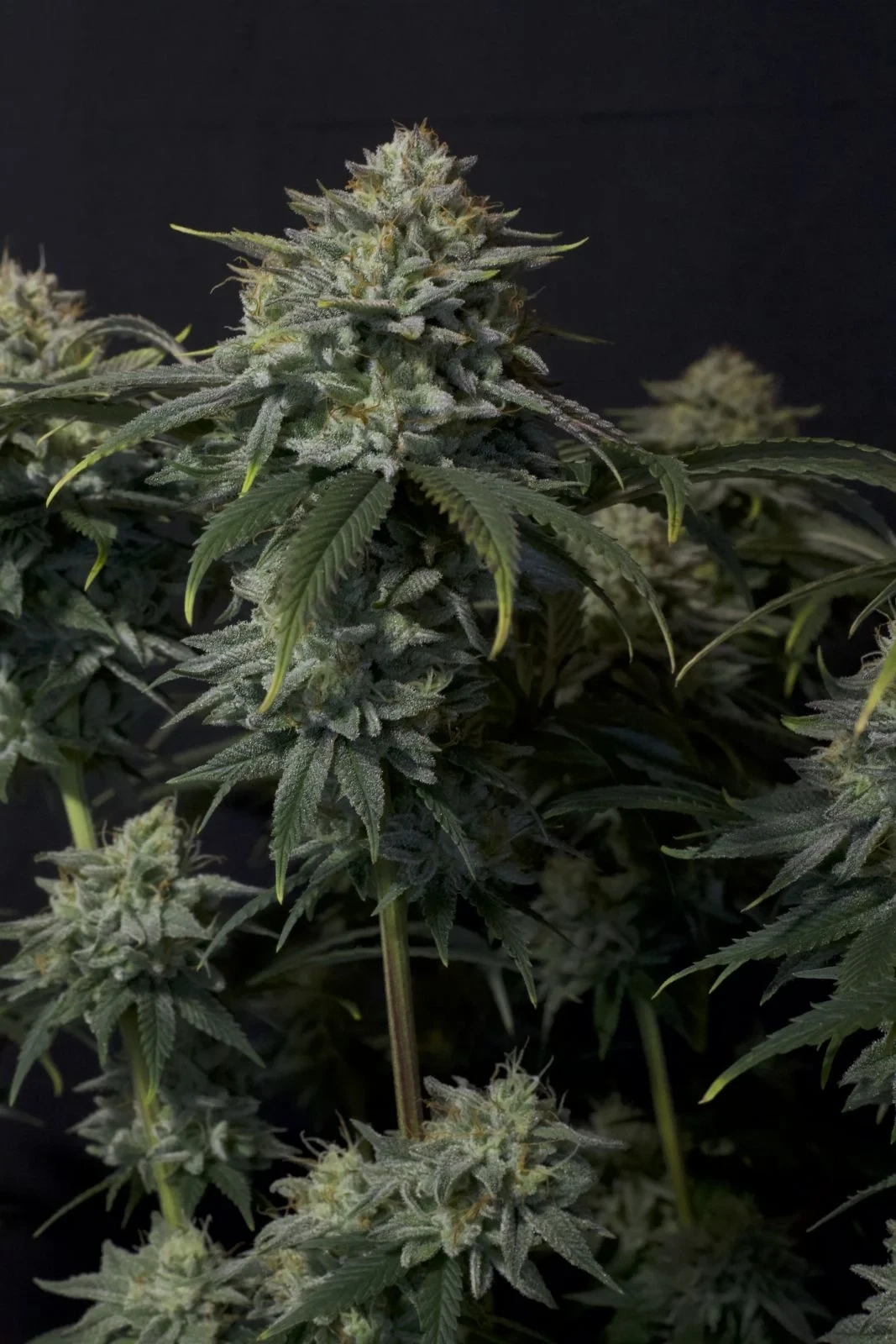 FastBuds - Gorilla Cookies Fast Flowering (fem.)