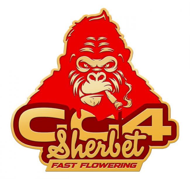 FastBuds - GG4 Sherbet Fast Flowering (fem.)