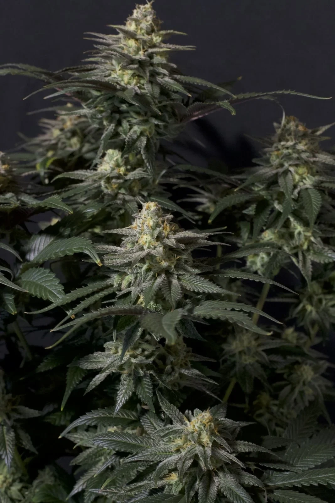 FastBuds - Purple Lemonade Fast Flowering (fem.)