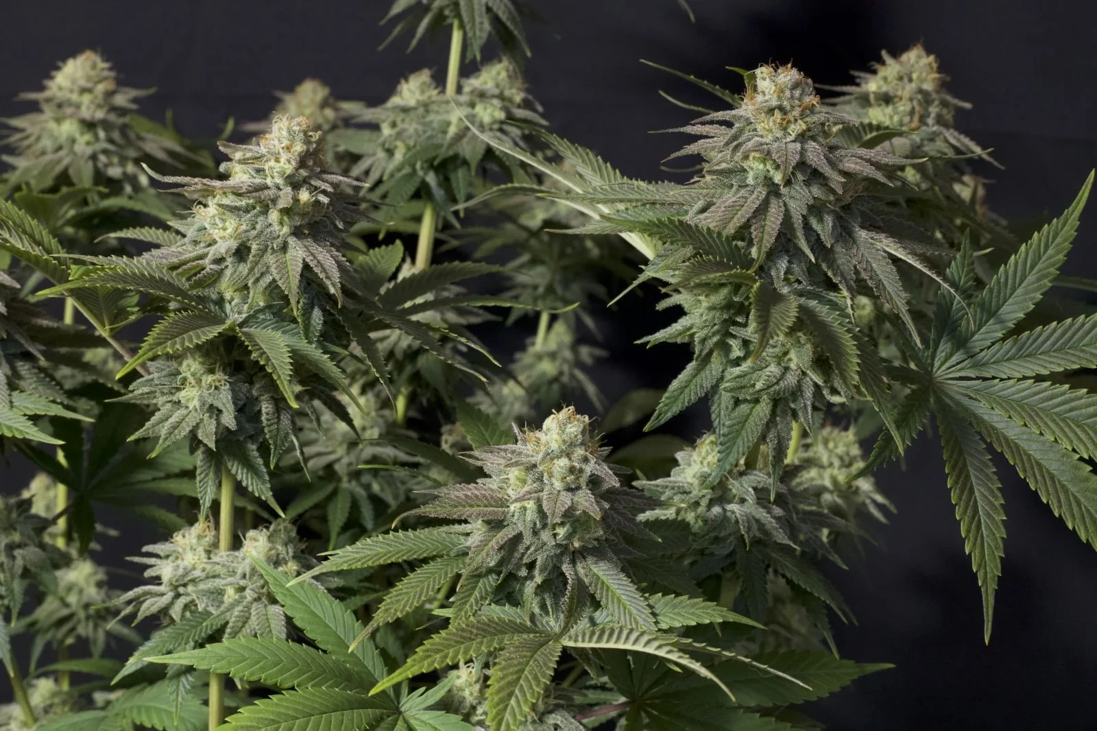 FastBuds - Orange Sherbet Fast Flowering (fem.)