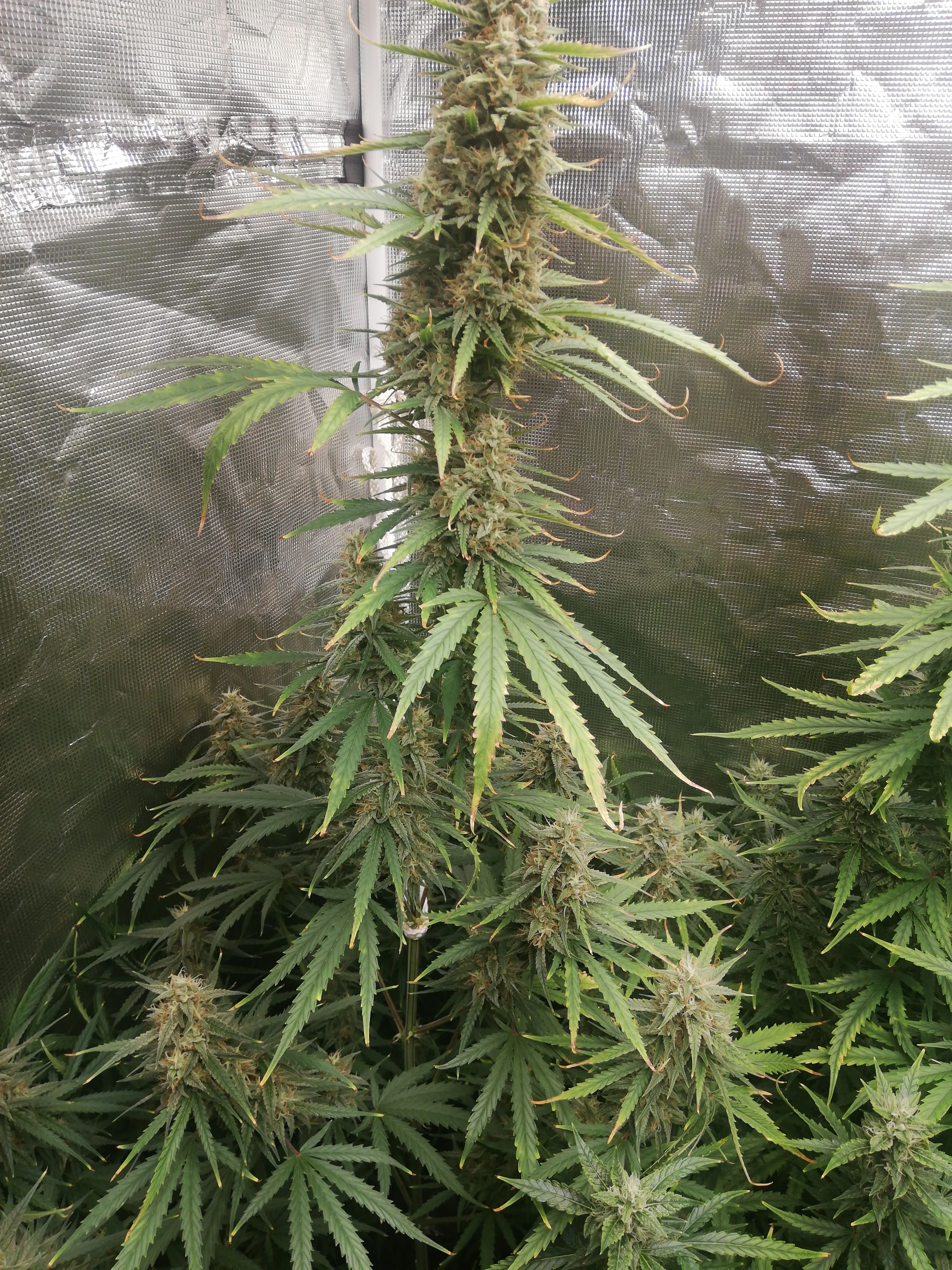 FastBuds - Wedding Cheesecake Fast Flowering (fem.)
