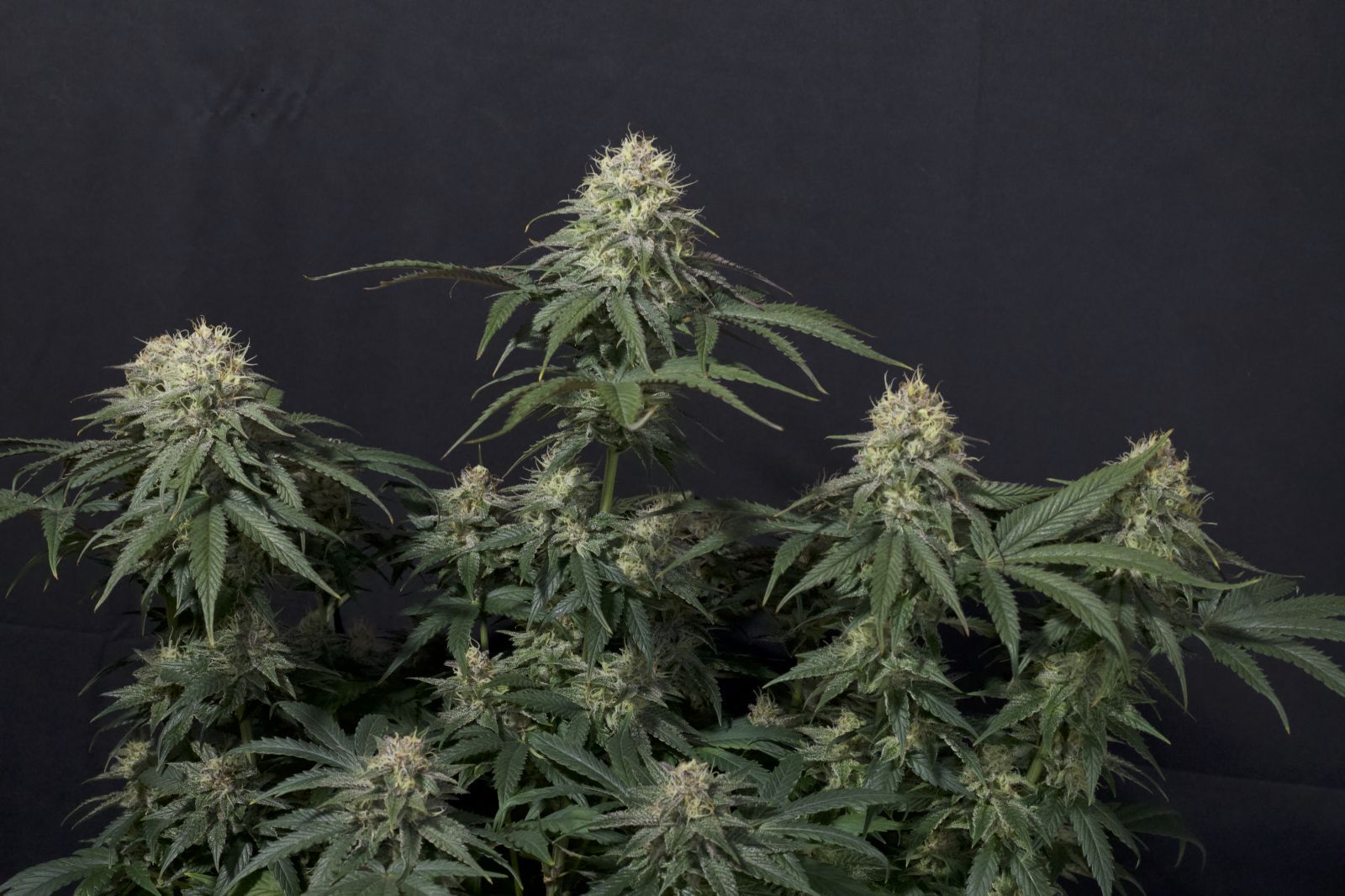 FastBuds - Tropicana Cookies Fast Flowering (fem.)
