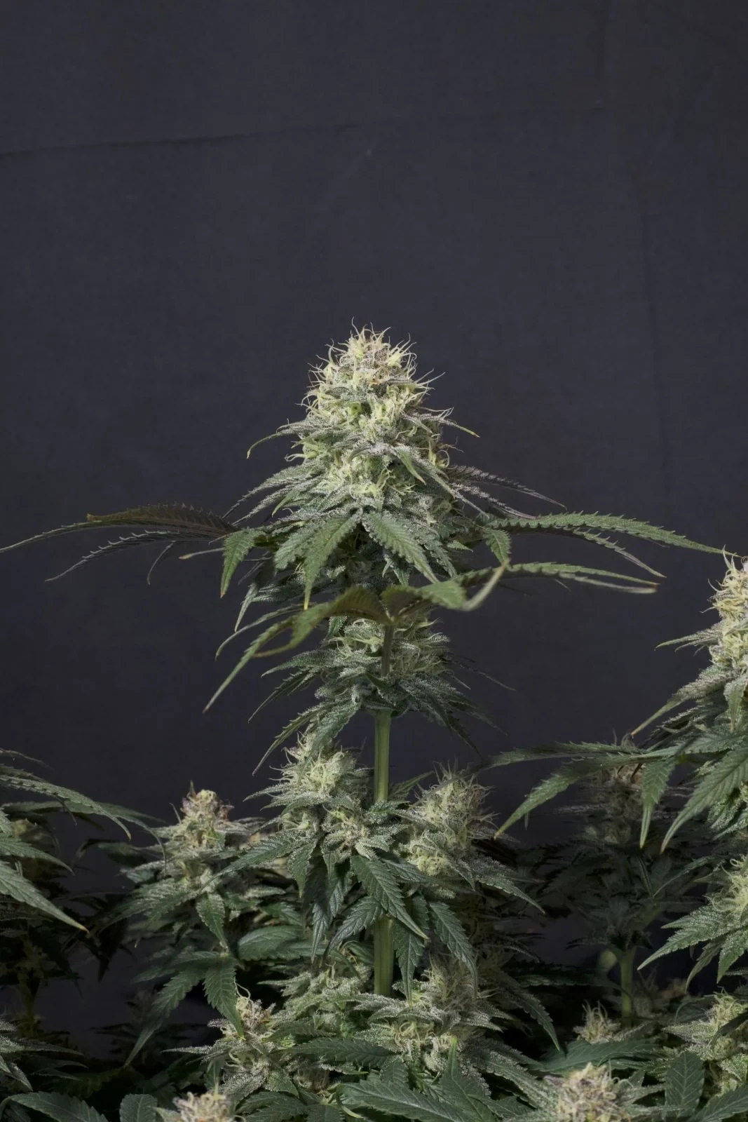 FastBuds - Tropicana Cookies Fast Flowering (fem.)
