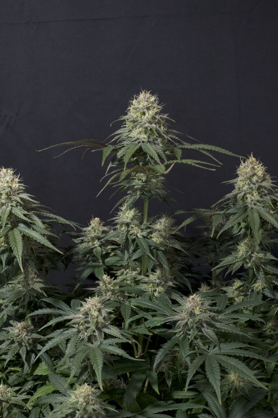 FastBuds - Tropicana Cookies Fast Flowering (fem.)