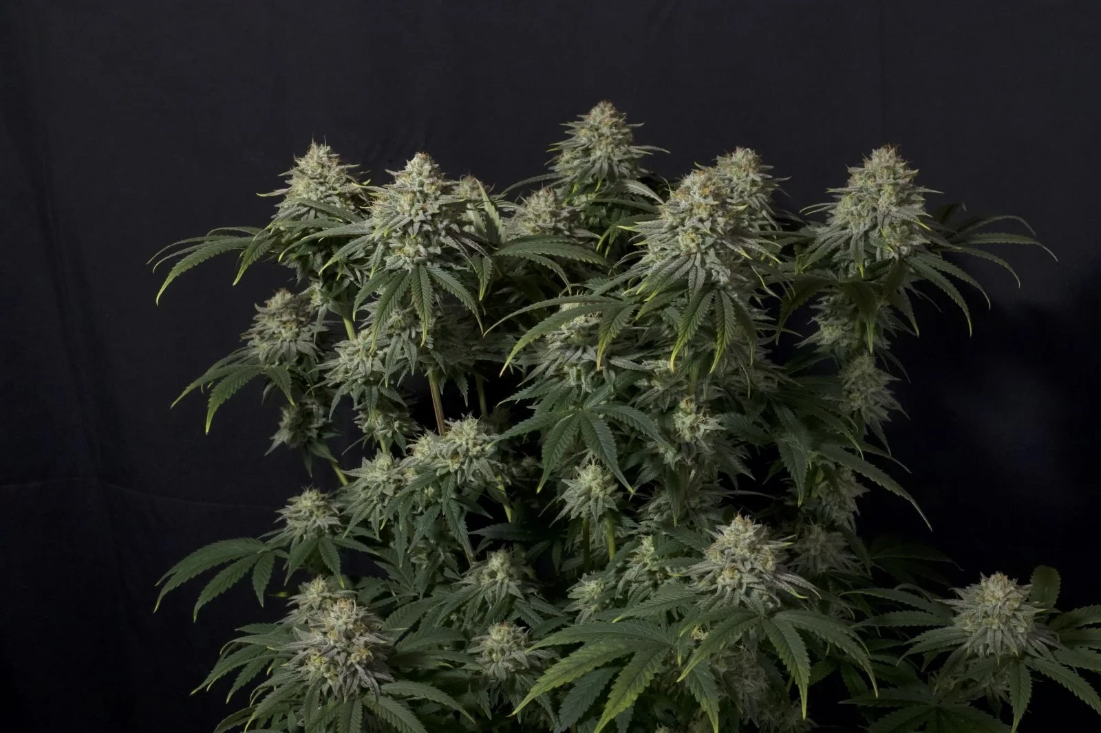FastBuds - Gorilla Cookies Fast Flowering (fem.)