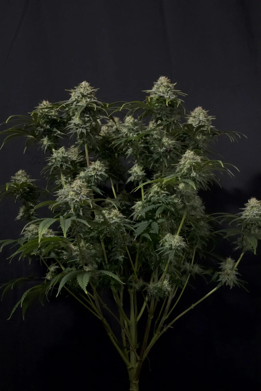FastBuds - Gorilla Cookies Fast Flowering (fem.)