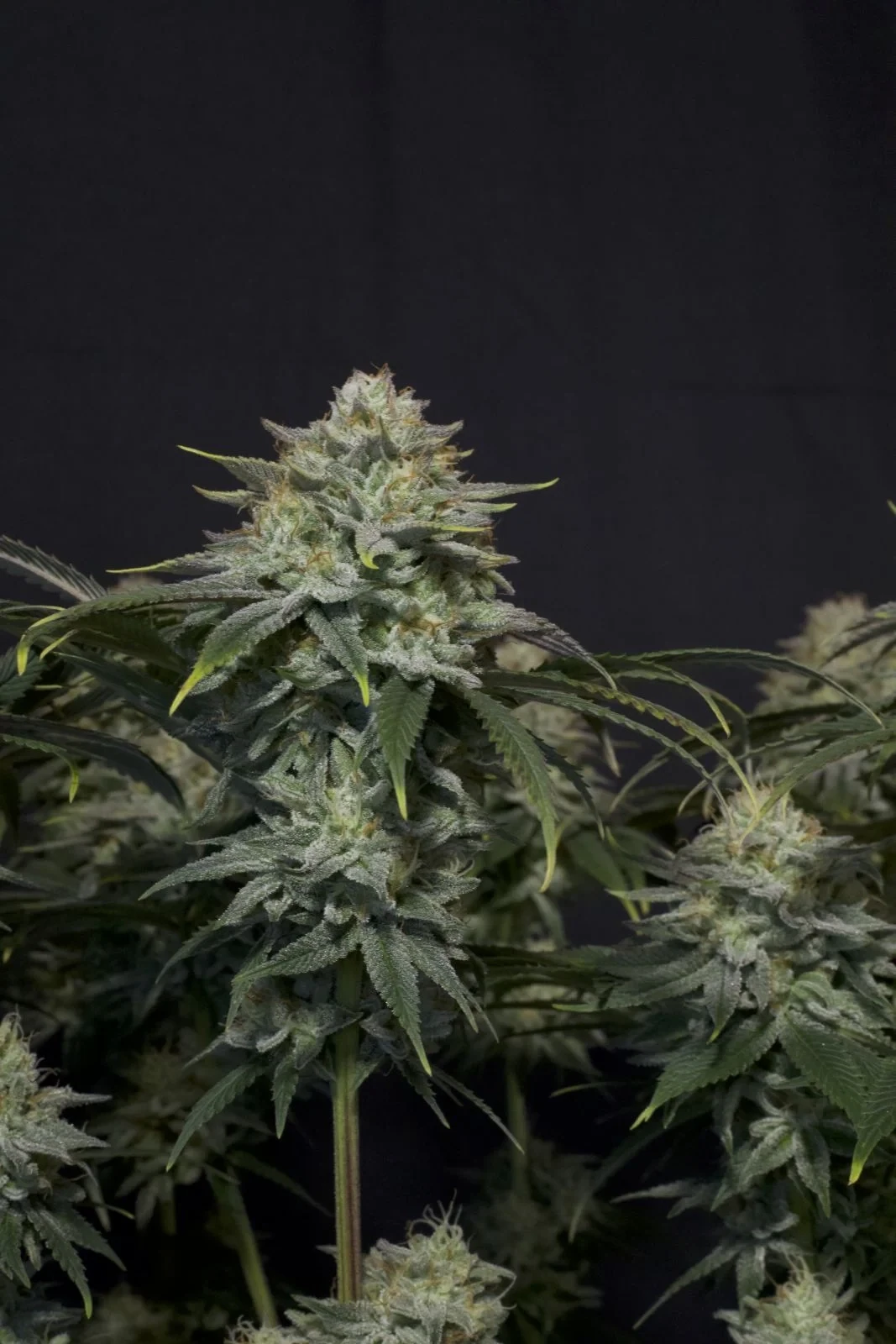 FastBuds - Gorilla Cookies Fast Flowering (fem.)