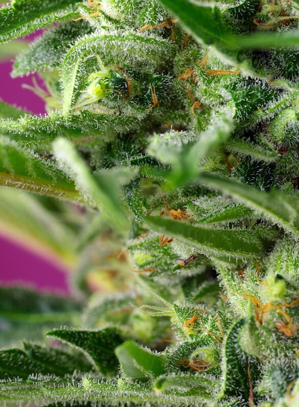 Sweet Seeds - Chem Beyond Diesel CBD (fem.)