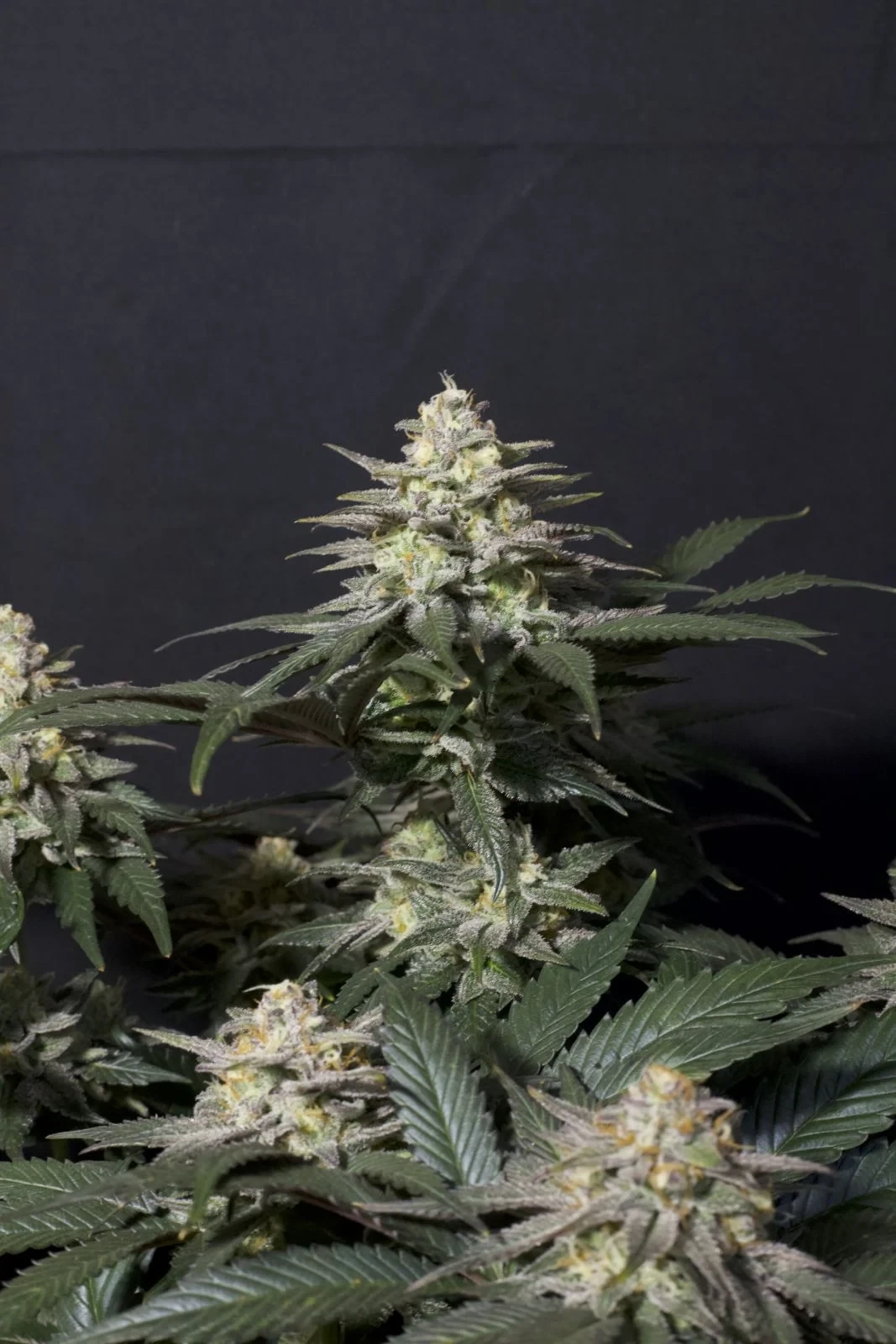 FastBuds - Purple Lemonade Fast Flowering (fem.)