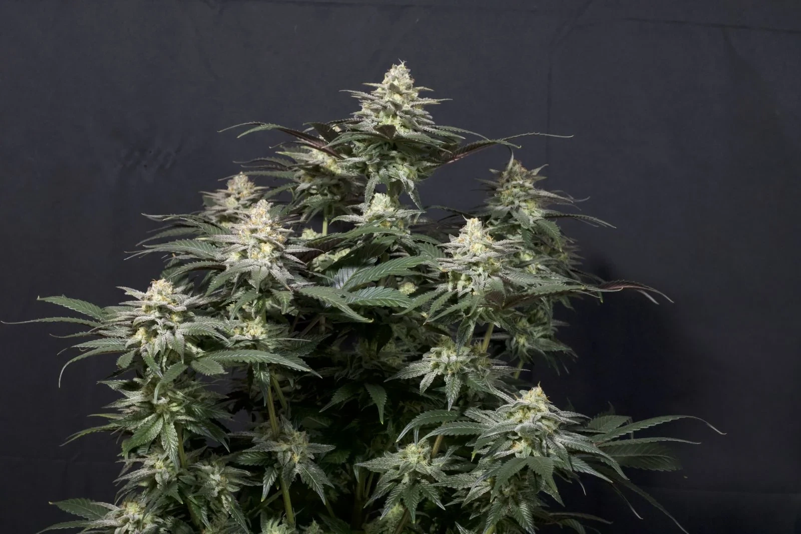 FastBuds - Purple Lemonade Fast Flowering (fem.)
