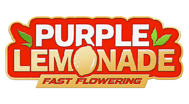 FastBuds - Purple Lemonade Fast Flowering (fem.)