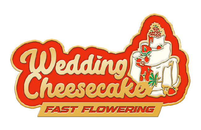 FastBuds - Wedding Cheesecake Fast Flowering (fem.)